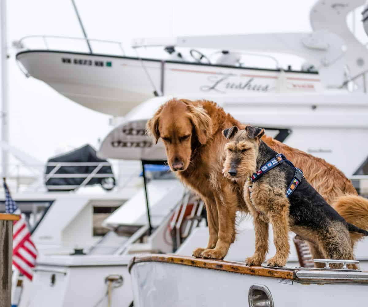 a dog-friendly luxury yacht charter