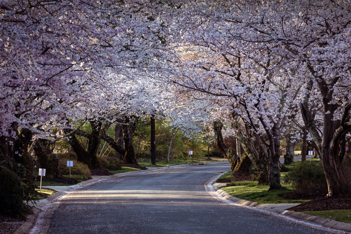 Cherry Blossom Season in Washington