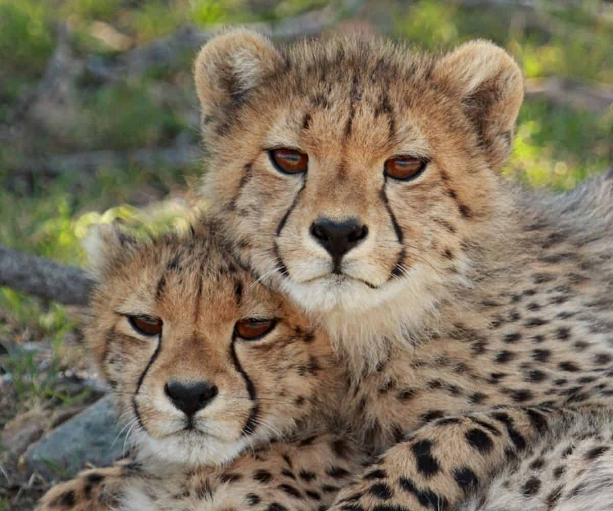 Samara Karoo